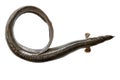 Anguilla bengalensis or Indian eel fish over white background Royalty Free Stock Photo