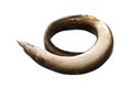 Anguilla bengalensis or Indian eel fish over white background Royalty Free Stock Photo