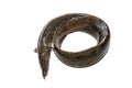 Anguilla bengalensis or Indian eel fish over white background Royalty Free Stock Photo