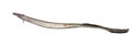 Anguilla bengalensis or Indian eel fish over white background Royalty Free Stock Photo