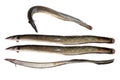 Anguilla bengalensis or Indian eel fish over white background Royalty Free Stock Photo