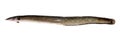 Anguilla bengalensis or Indian eel fish over white background Royalty Free Stock Photo