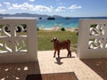 Anguilla Guesthouse Goat