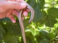 Legless lizard spindle in human hand. Anguis fragilis.