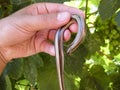 Legless lizard spindle in human hand. Anguis fragilis.