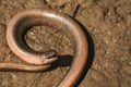 Anguis fragilis, Slow worm basking on a sandy surface in a natural environment Royalty Free Stock Photo