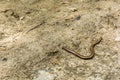 Anguis fragilis (slow worm).