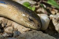 Anguis fragilis Male. Macro photo