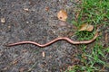 Anguis fragilis, the slowworm, is a legless lizard native to Eurasia. Similar to a snake