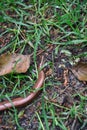 Anguis fragilis, the slowworm, is a legless lizard native to Eurasia. Similar to a snake