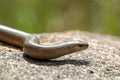 Anguis fragilis, slowworm