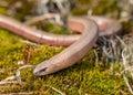 Anguis fragilis at Veluwe Netherlands