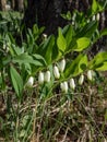 Angular Solomon\'s seal (Polygonatum odoratum) growing and flowering with white flowers