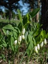 Scented Solomon\'s seal (Polygonatum odoratum) growing and flowering with tubular, white flowers with