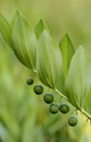 Angular Solomon's seal Royalty Free Stock Photo