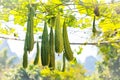 Angular sponge gourd plant in natural environment