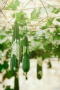Angular sponge gourd plant in natural environment Royalty Free Stock Photo