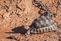 Angulate tortoise Chersina angulata 11603 Royalty Free Stock Photo