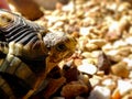 Angulate Tortoise 1