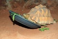 Angulate tortoise