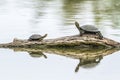 Angulate tortoise in Kruger National park, South Africa