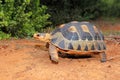 Angulate tortoise in natural habitat, South Africa