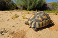 Angulate tortoise - South Africa