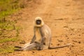 Angur sitting and watching its visitor in the tiger reserve area Royalty Free Stock Photo