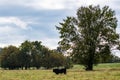 Angus bull in pasture with large tree
