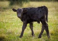 Angus calf