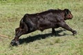 Angus calf roped by the hind feet in a roundup