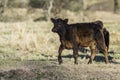 Angus calf walking in dormant pasture Royalty Free Stock Photo