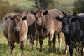 Angus Cattle Royalty Free Stock Photo