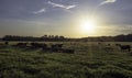 Angus cattle backlit by low sun in sky Royalty Free Stock Photo