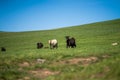 Angus Cattle grazing in Australia Royalty Free Stock Photo