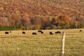 Angus Cattle Grazing with Autumn Background Royalty Free Stock Photo