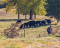 Angus cattle grazing under a shade tree Royalty Free Stock Photo