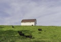 Angus cattle on a hill with white barn Royalty Free Stock Photo