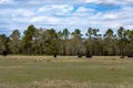 Angus cattle on March pasture background