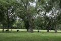 Angus cattle in pecan grove pasture in summer Royalty Free Stock Photo