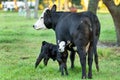 Angus cow and calf Royalty Free Stock Photo