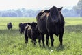 Angus cow-calf pair in bright hazy pasture Royalty Free Stock Photo