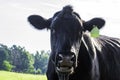 Angus cow close up with mouth open Royalty Free Stock Photo