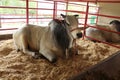 Angus cow in a corral