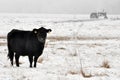 Angus cow grazing Royalty Free Stock Photo