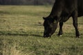 Angus cow grazing with negative space Royalty Free Stock Photo