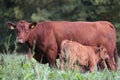 angus cow with her calf suckling milk on a meadow Royalty Free Stock Photo