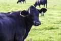 Angus cow looking back - close up Royalty Free Stock Photo