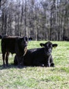 Angus cow lying down w calf standing - portrait Royalty Free Stock Photo