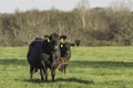 Angus cows and calf in green spring pasture Royalty Free Stock Photo